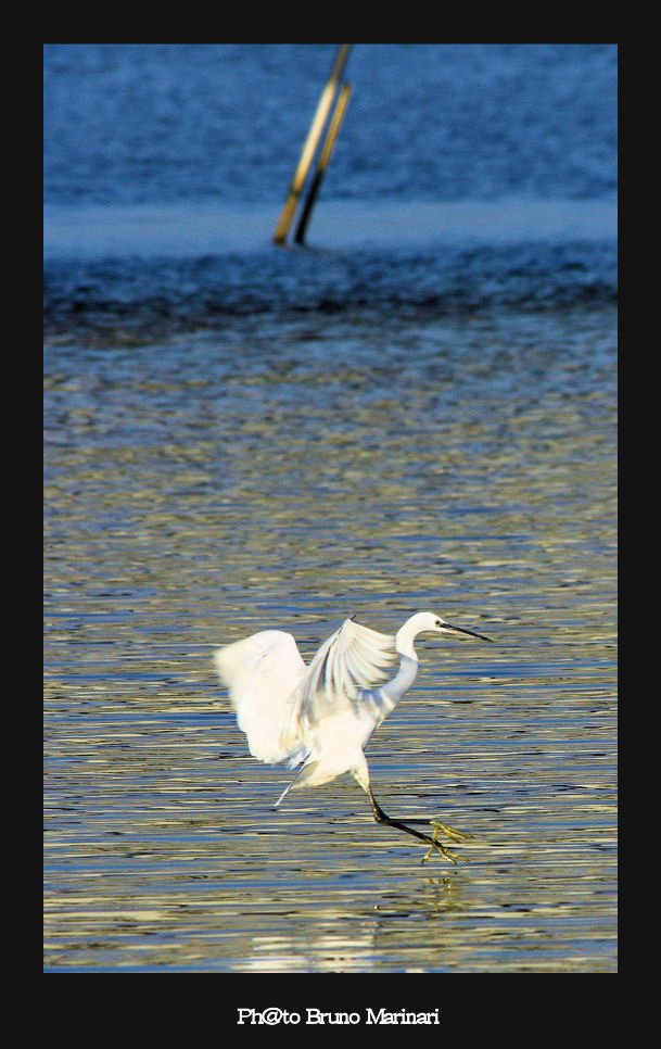 Pensate che bello questo posto per gli uccelli e invece......