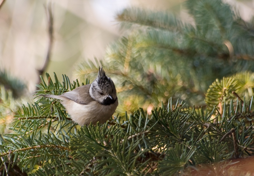 Parus Cristatus (Cincia dal ciuffo)