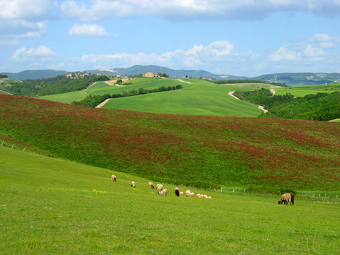 p�ore (pecore in pisano)