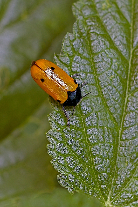 Coccinellide
