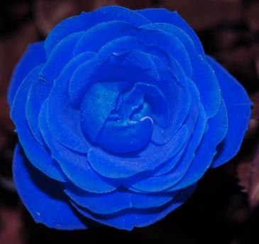 Blue RoSe