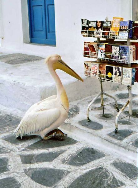 'Un libro per il volo'