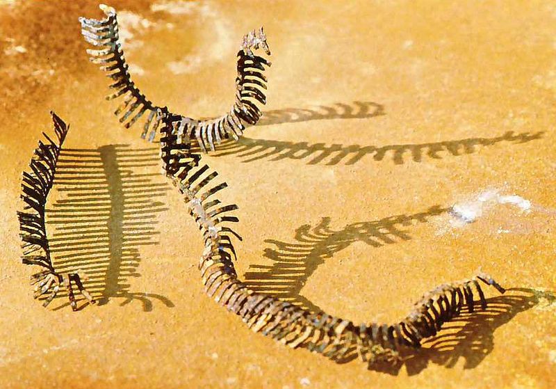 'Lo scorpione e il millepiedi'