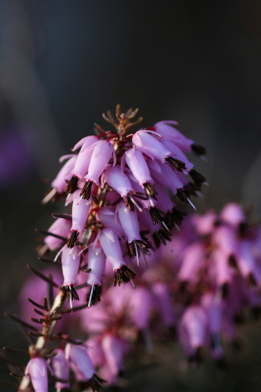 Erica Carnea