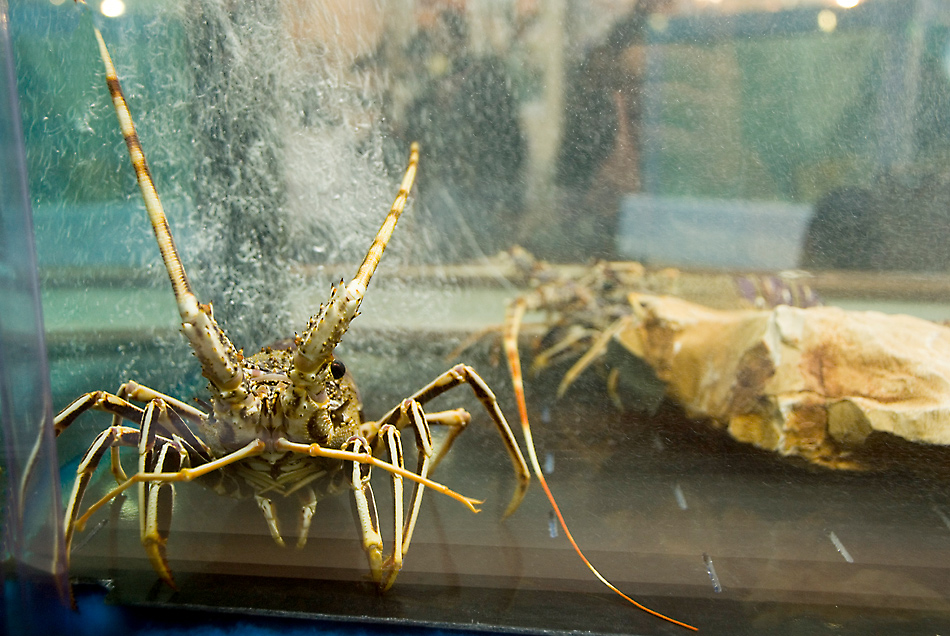Fiera dell'alimentazione Rimini - prigioniero nell'acquario