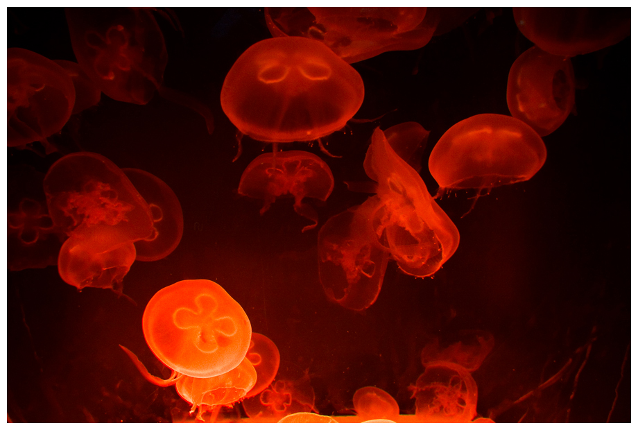 Meduse I