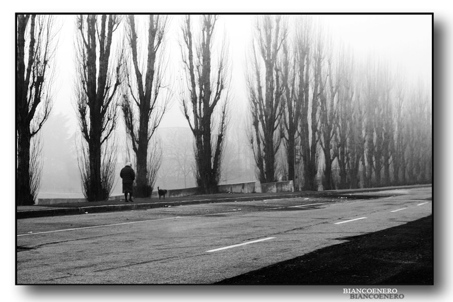 ::: LUNGO IL VIALE ALBERATO :::
