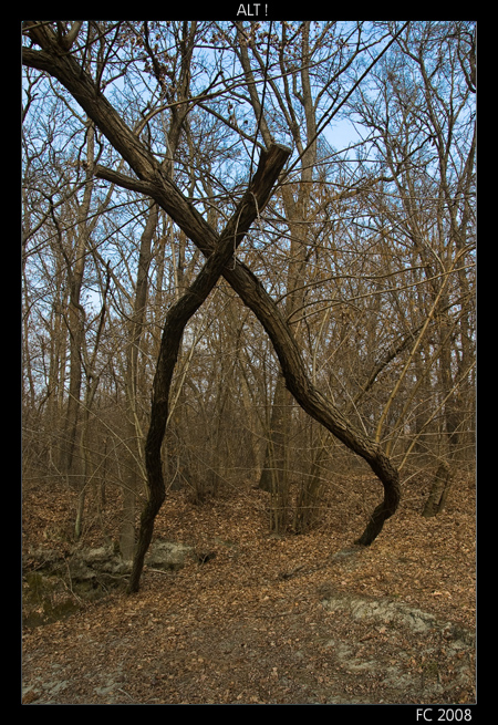 ALT !