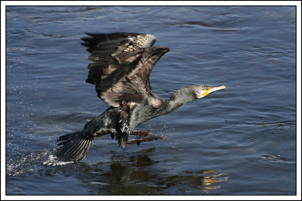 Azz....vado di fretta!