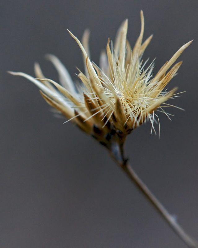 aspettando i nuovi fiori