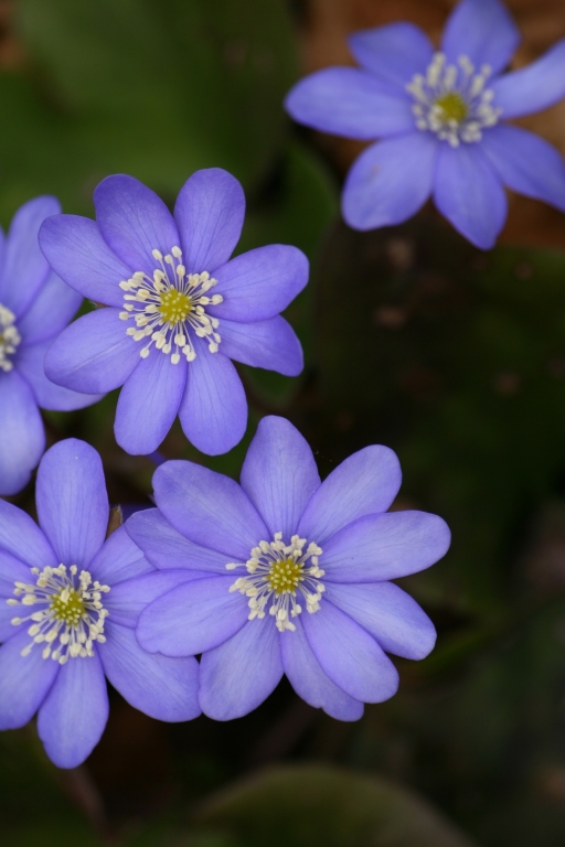 Erba trinit� (Hepatica nobilis)