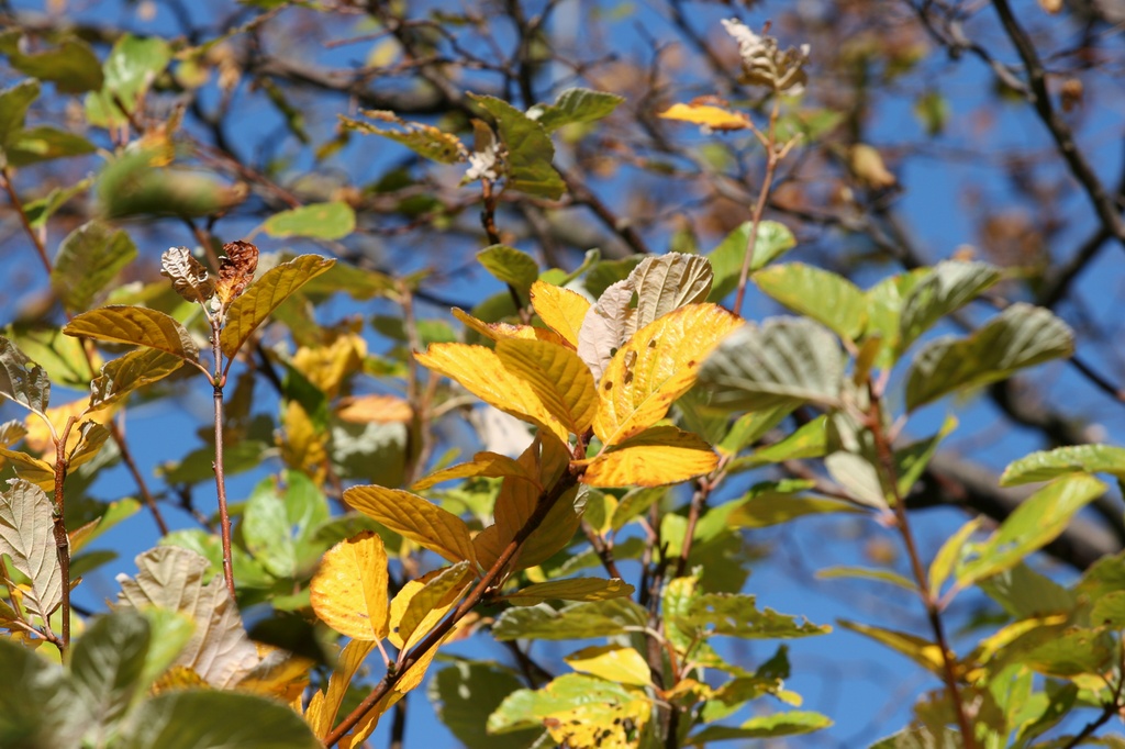 L' Autunno � ormai trascorso.