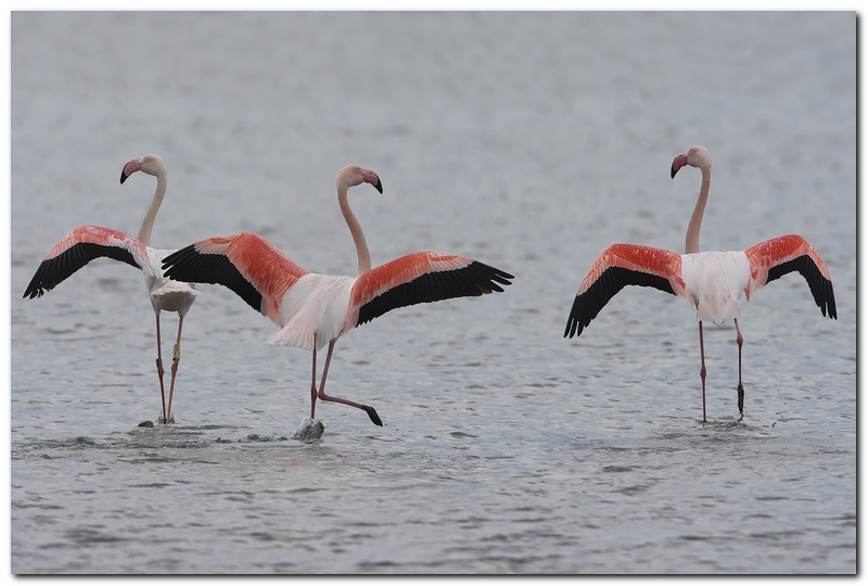 Fenicotteri di Orbetello