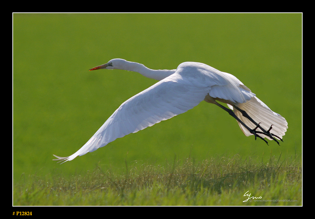 ...il candido volo della libert�