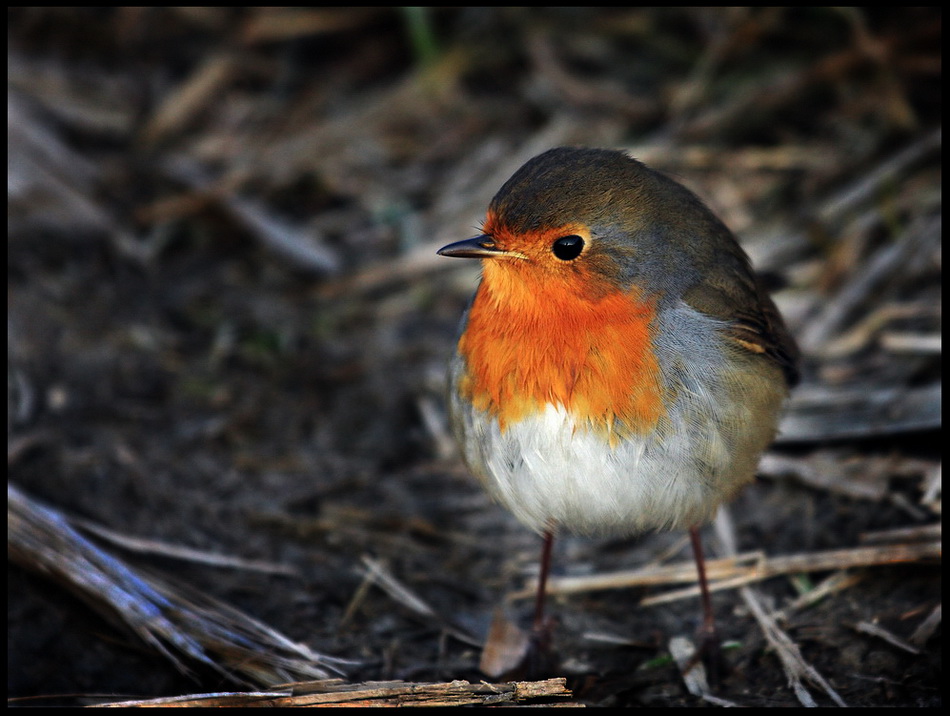 Incontri ravvicinati...del mio tipo