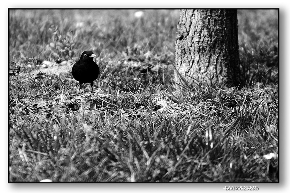 ::: QUESTO ALBERO E' MIO :::