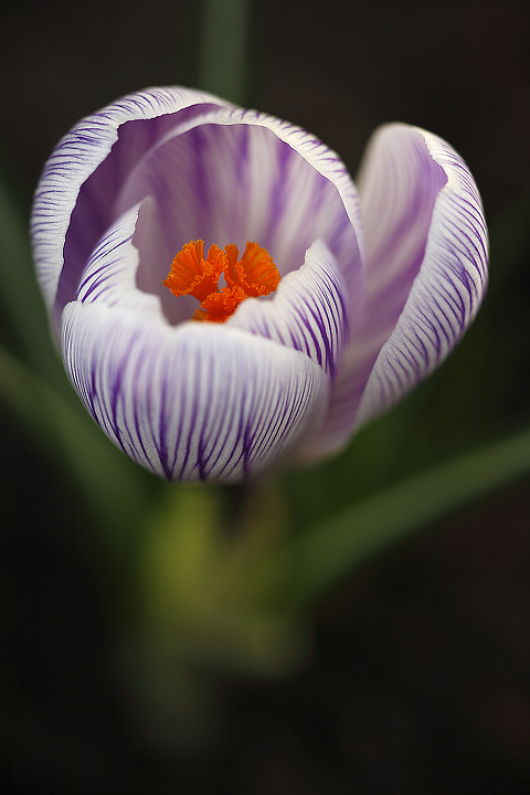 Crocus vernus "Pickwick"