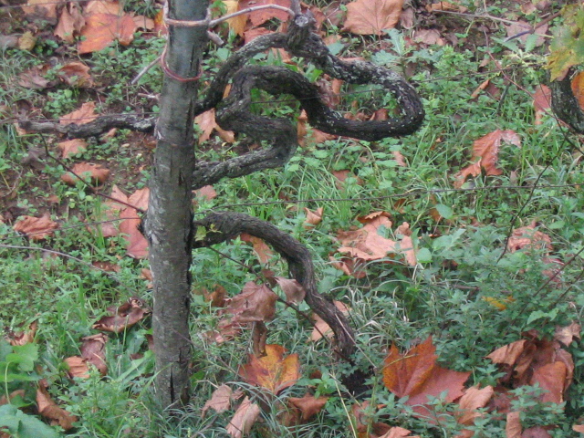 In vino veritas
