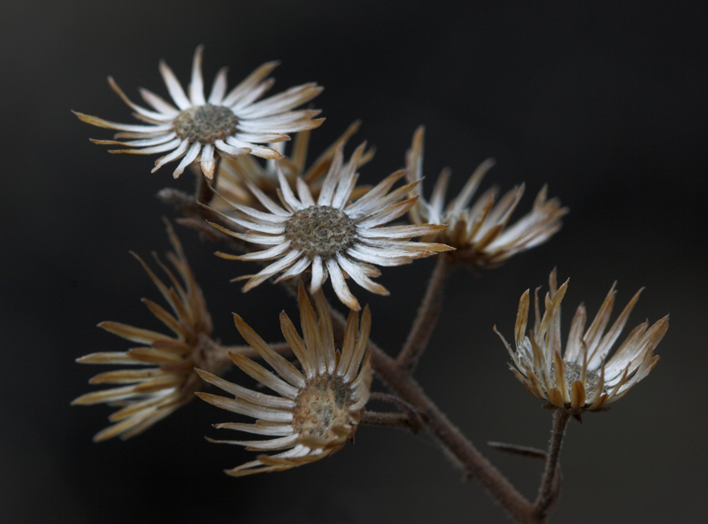 .-.-. Fiori d' inverno