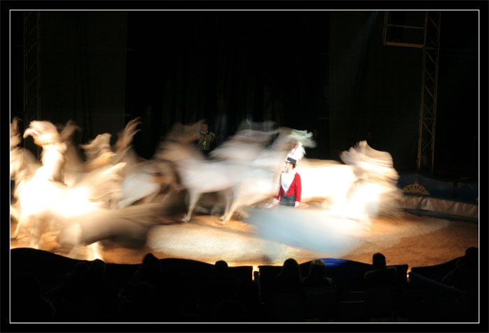 al circo, cavalli arabi