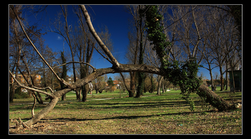 scultura naturale...