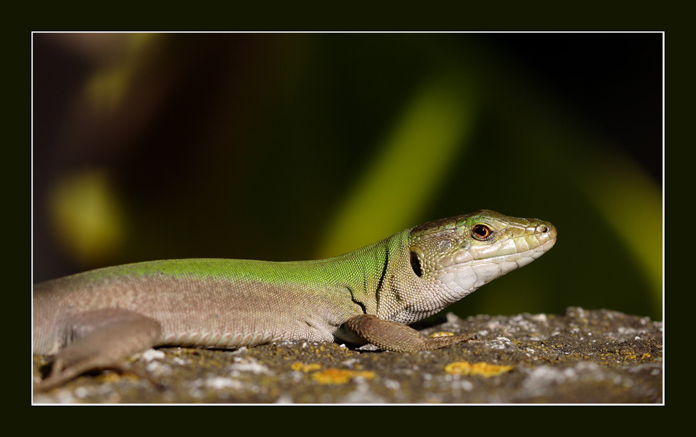 Colori e nitidezza super... provare x credere.....