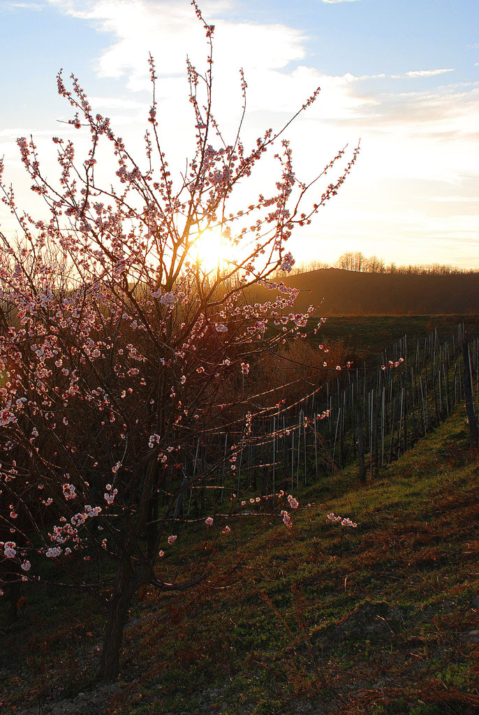 tramonto .. d' albicocco...