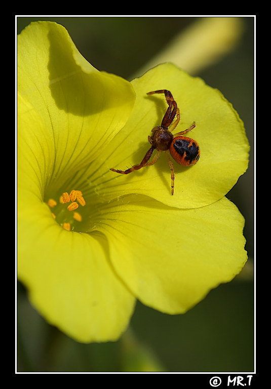 piccolo grande predatore