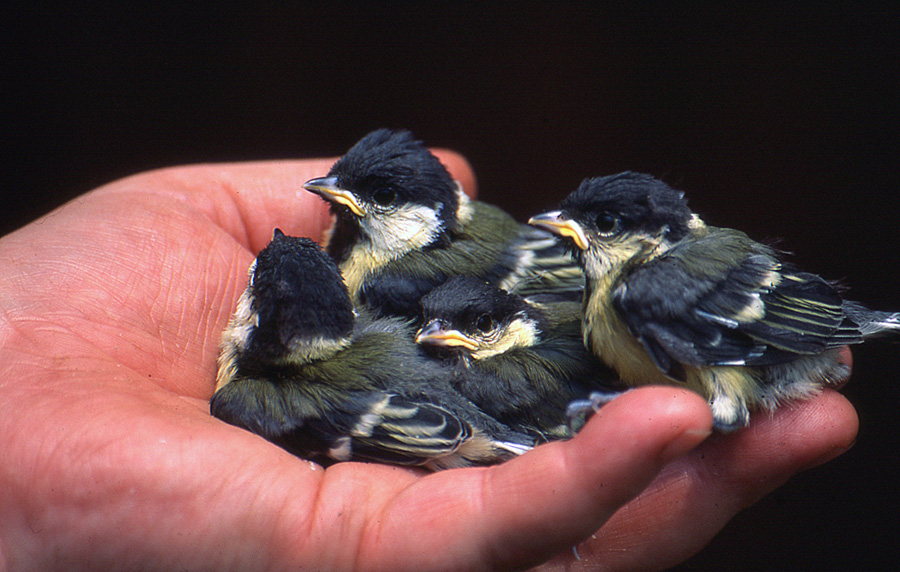 The life in my hands