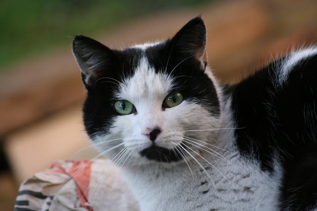 Romeo er mejo del Colosseo