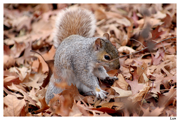 Scoiattolo in Central Park