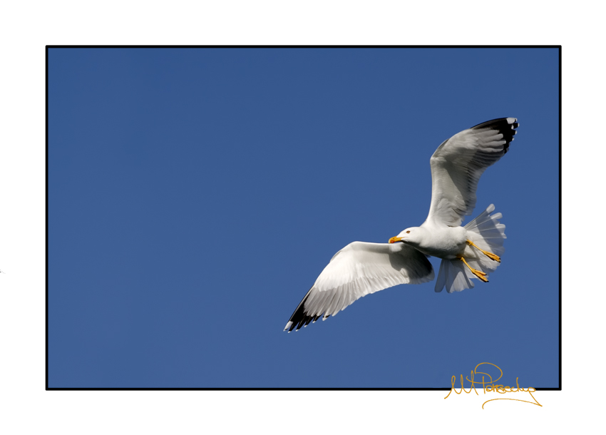 Libert� assoluta...........