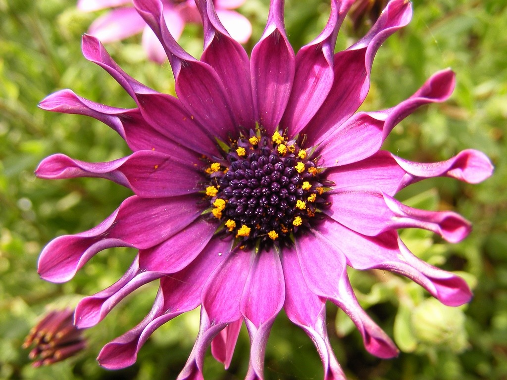 macro fiore