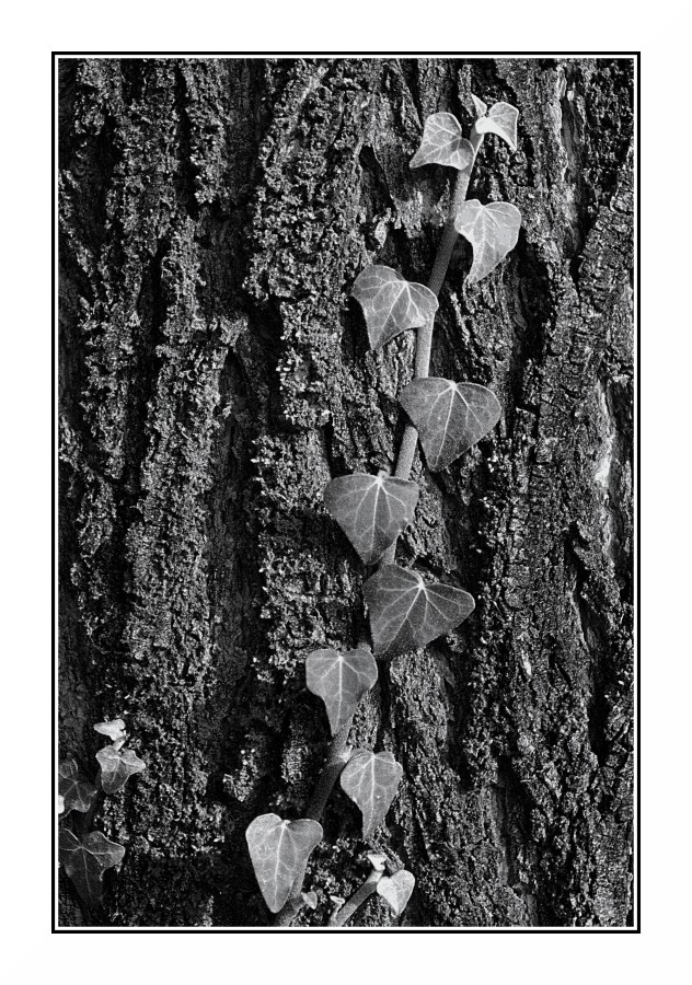Bianco & Nero con tronco d'albero e rampicante