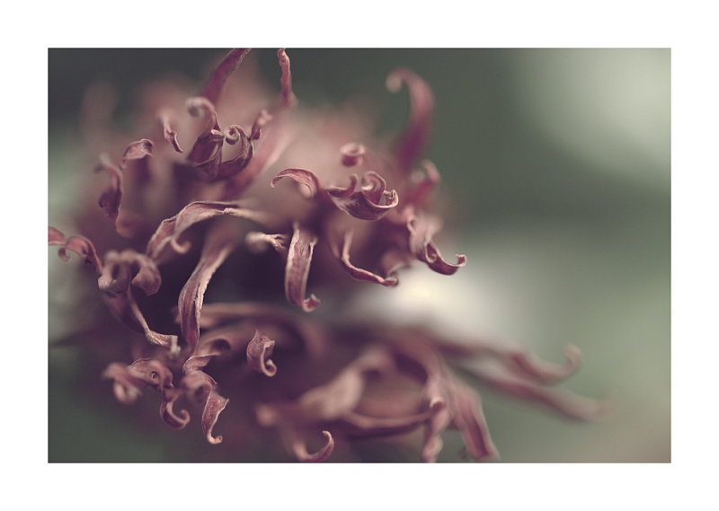 Il Tocco della Medusa