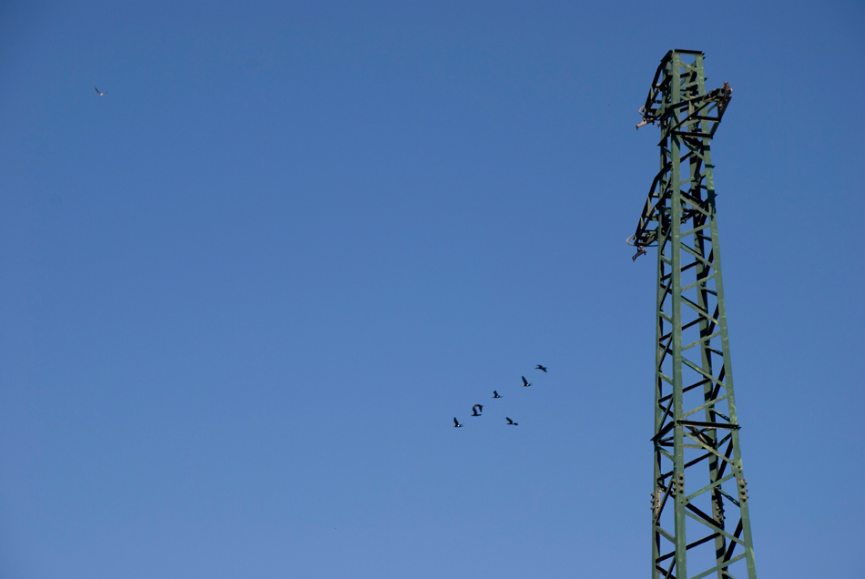 Isolato dallo stormo