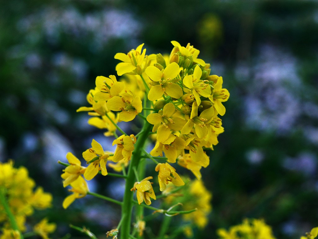 La mia prima.......Macro