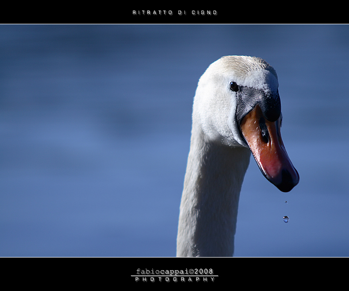 :: RITRATTO DI CIGNO...