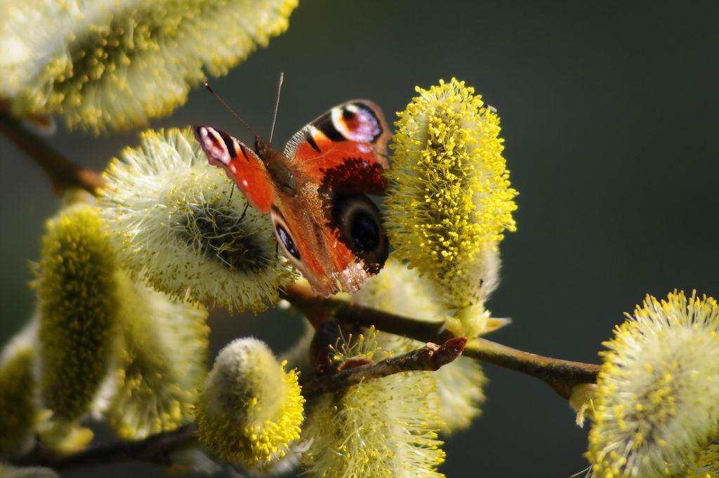 Inachis Io a pranzo...