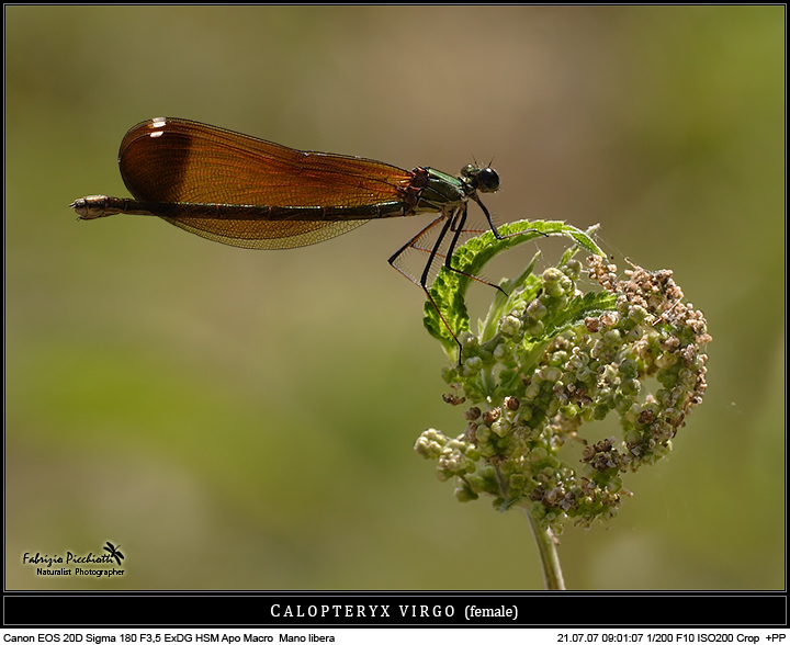 In attesa... della preda!