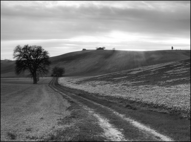 La strada e l'albero