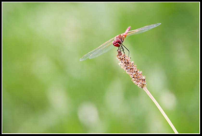 Libellula Reddosa...
