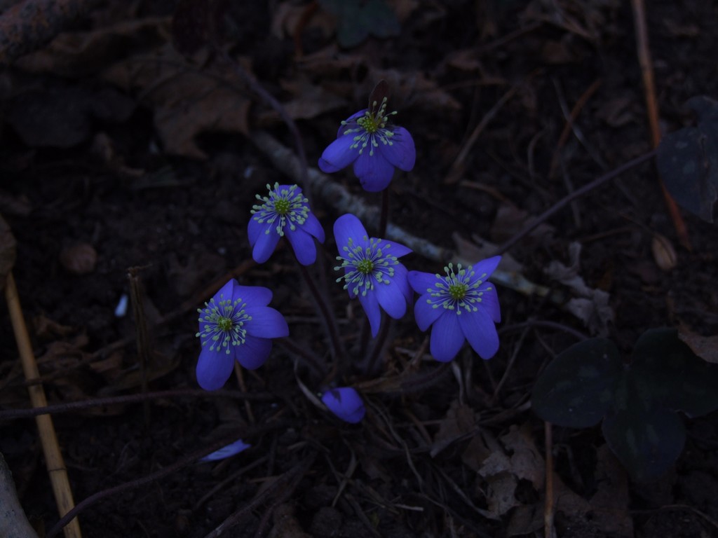 non s� che fiore �..01