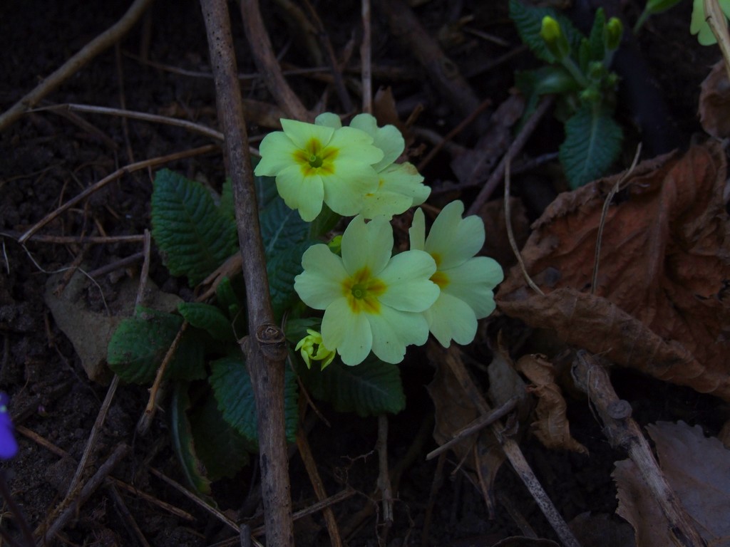 non s� che fiore �..02