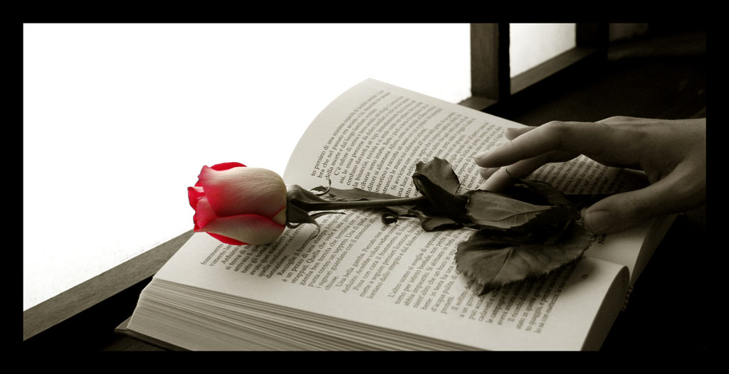 Ti aspetterò con una rosa tra un libro