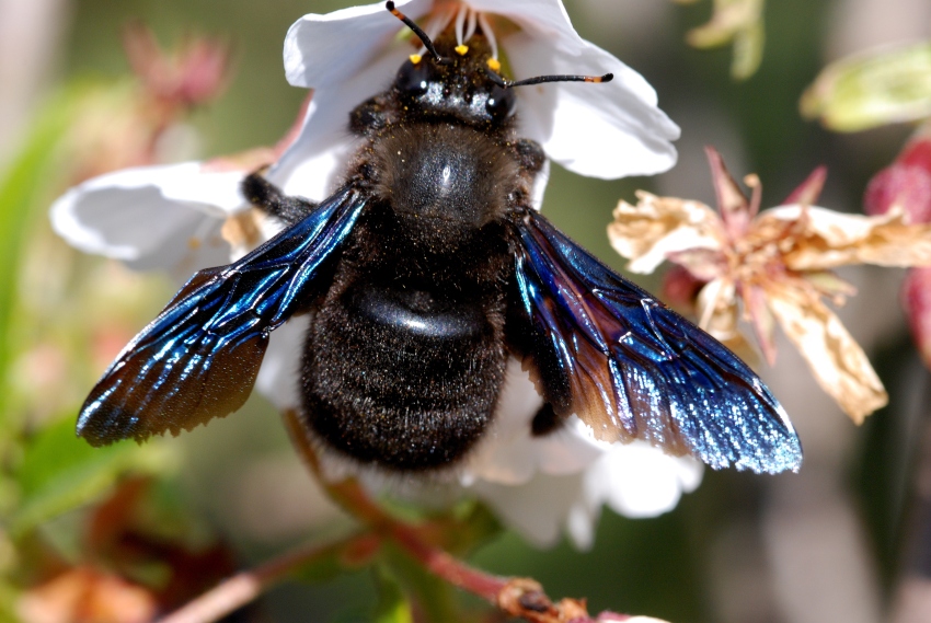 Xylocopa violacea (Calabrone nero)