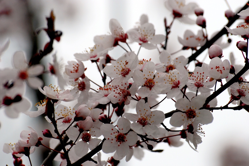 L'inizio della primavera