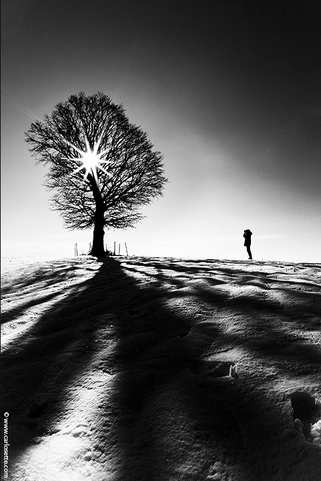 All'ombra della quecia