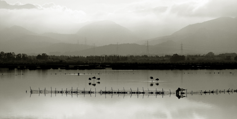 Panorama stagno con fenicotteri