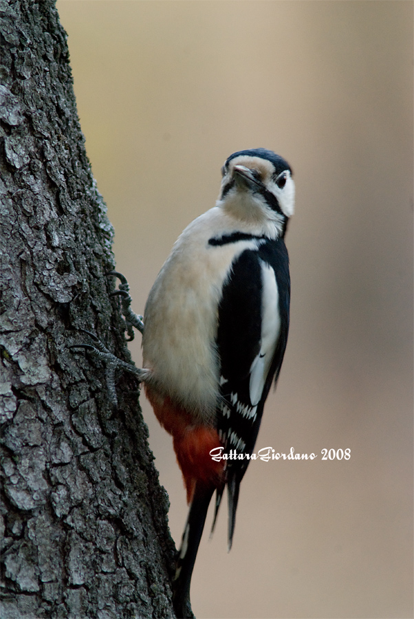 Picchio Rosso maggiore